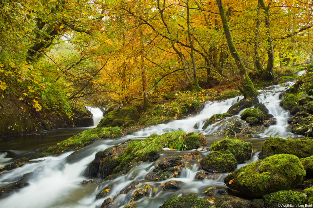 Woodland around Bala Lake (Lyn Tegid) in the Snowdonia National Park in Wales. Autumn foliage. Beech woods. Stream flowing downhill.