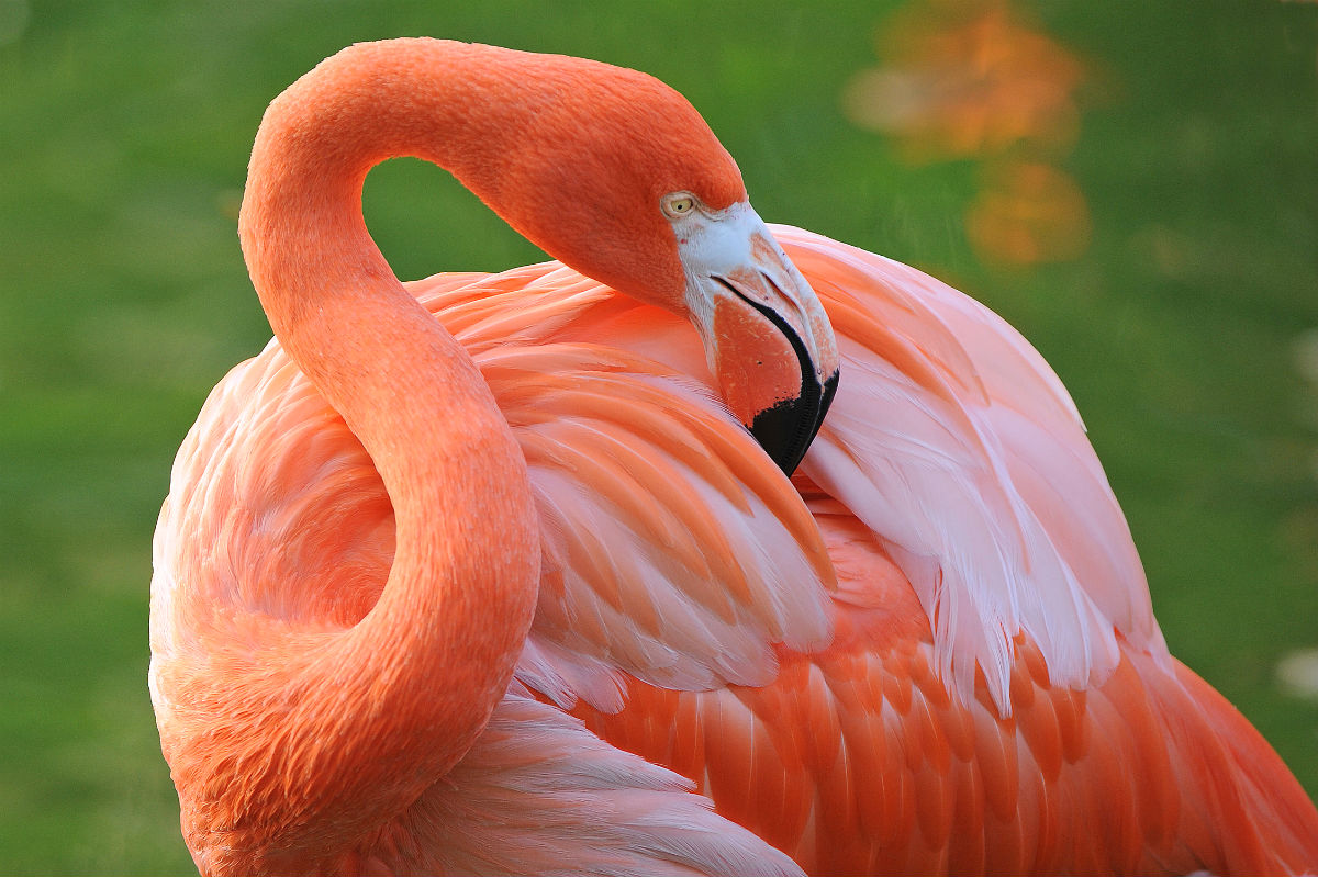 A pink flamingo at Zoo Miami